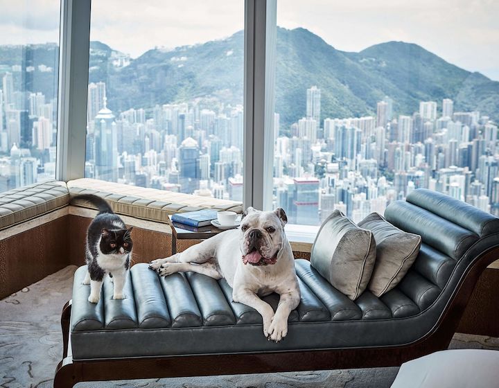 Pet-friendly staycations The Ritz-Carlton Hong Kong