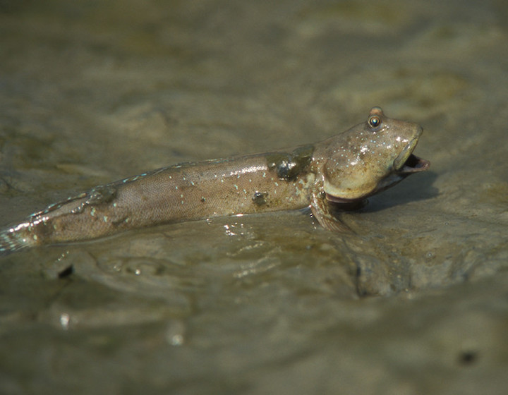 hong kong wildlife mudskipper