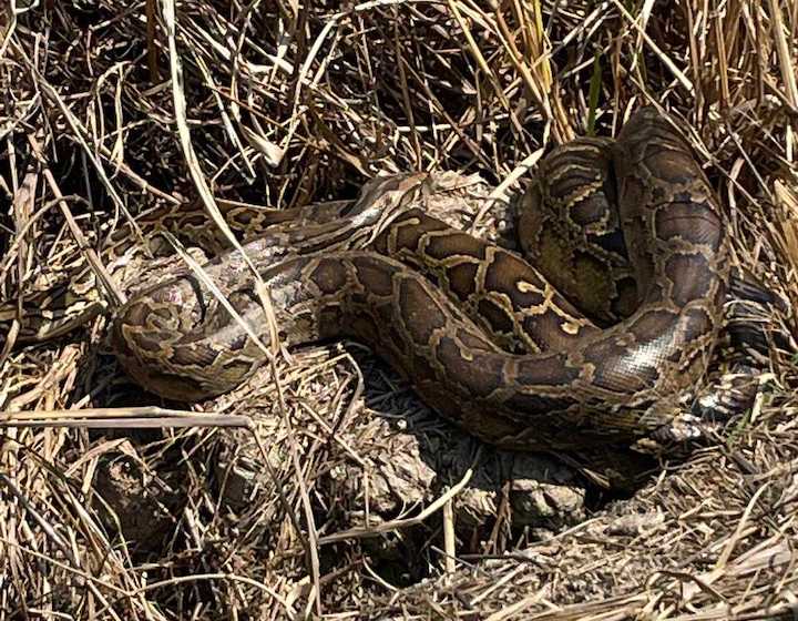 hong kong wildelife burmese python