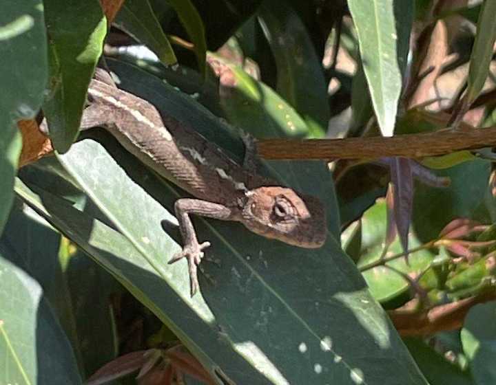 hong kong wildlife changeable lizard