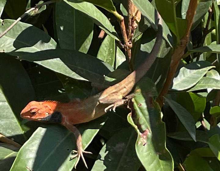 hk wildlife male changeable lizard