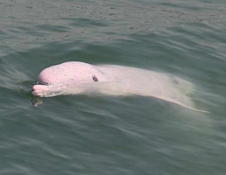 chinese white dolphin hk wildlife