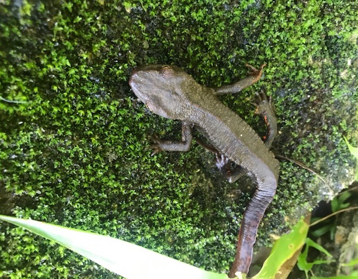 hong kong warty newt