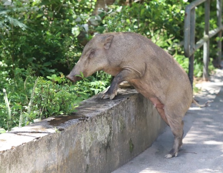 wild boar in hk