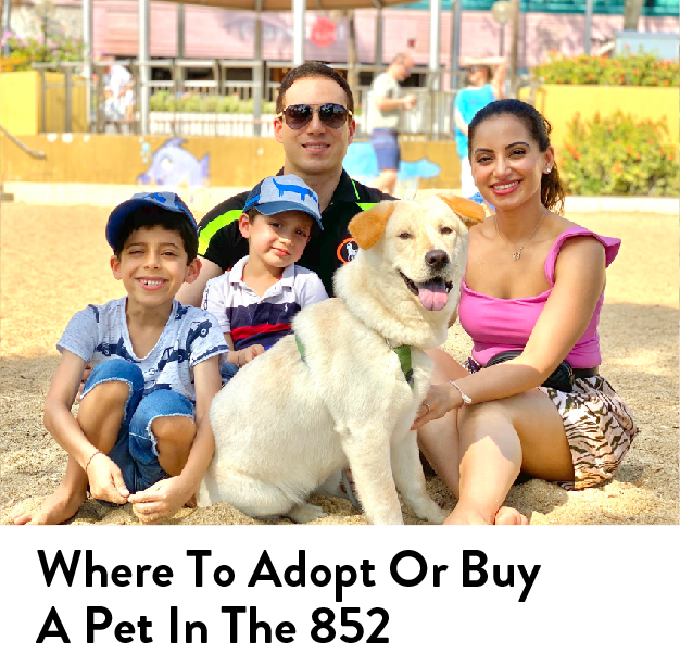 Where to adopt a pet