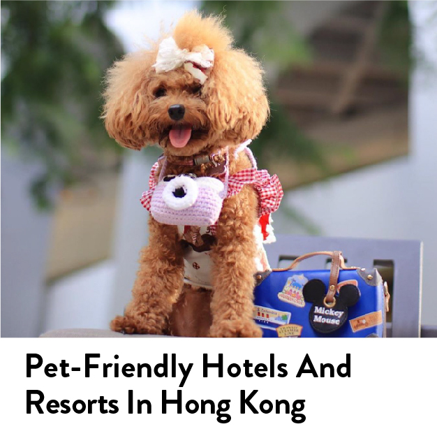 Pet-Friendly Hotels