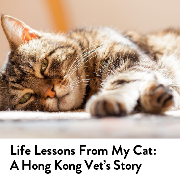 Cat adoption story