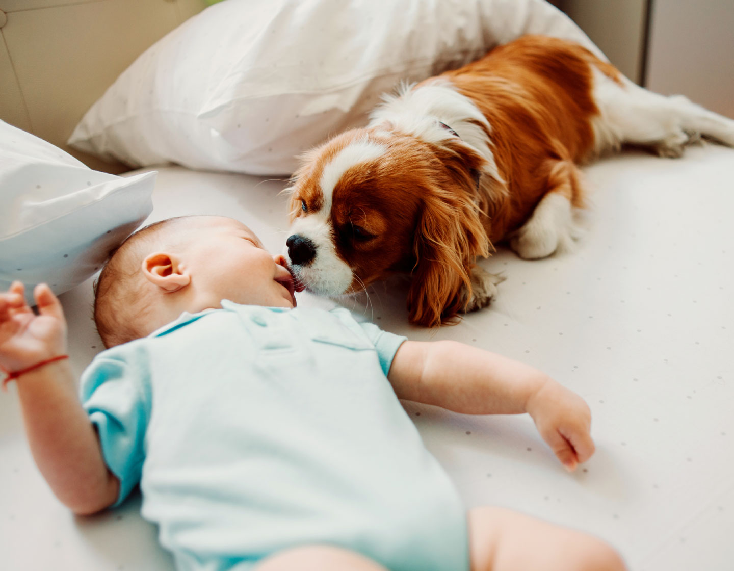 Bringing Home Baby And How To Prepare Your Pet: Advice From A Hong Kong Vet