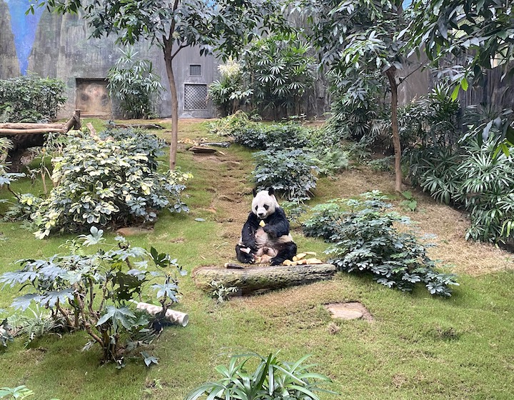 Giant Panda at Ocean Park Hong Kong