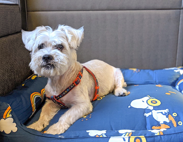 Klook exclusive staycation with snoopy dog friendly staycation