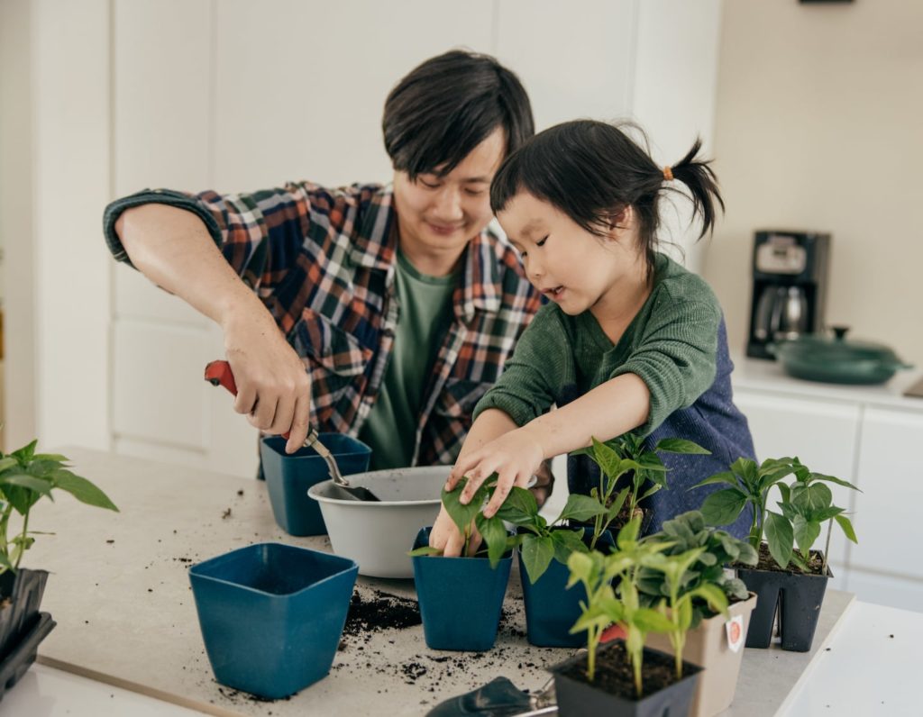 Indoor house plants in Hong Kong