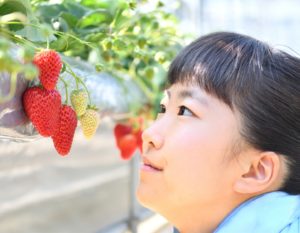Hong Kong organic strawberry farms hero