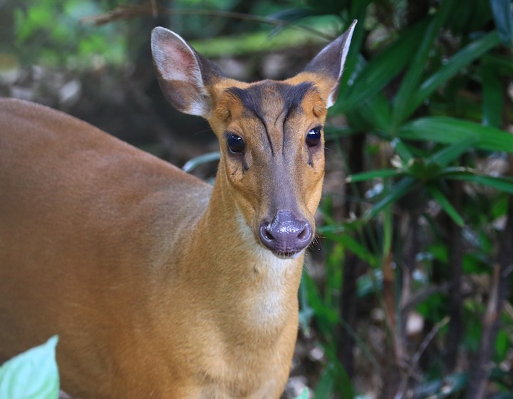 A Barking Deer in Hong Kong 