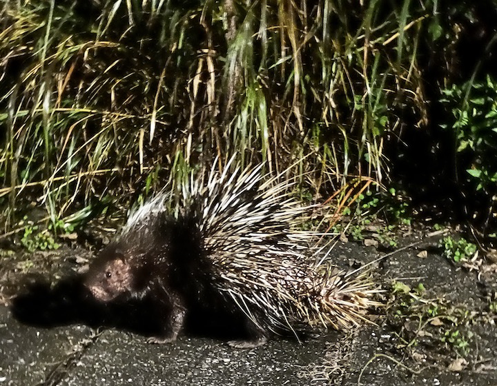 hong kong wildlife porcupine