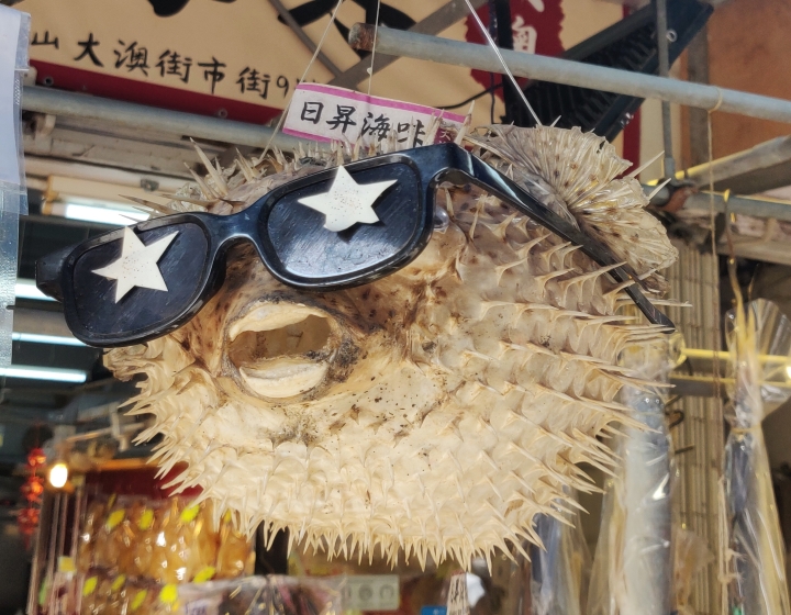 Tai O fishing village Puffer fish