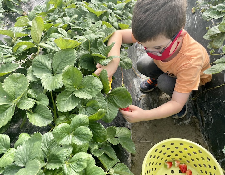 things to do in Hong Kong strawberry picking