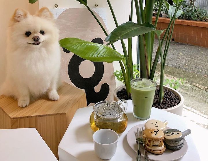 Dog-Friendly Restaurants Hong Kong Bogu