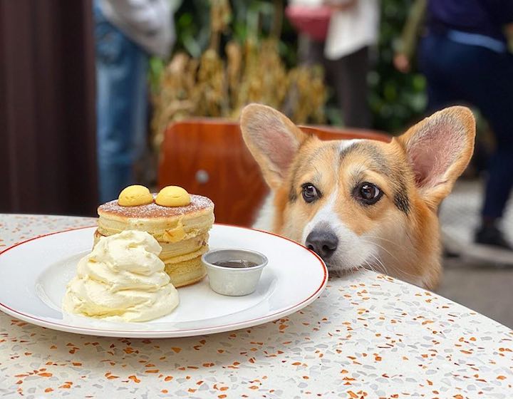 Dog-Friendly Restaurants Hong Kong Elephant Grounds