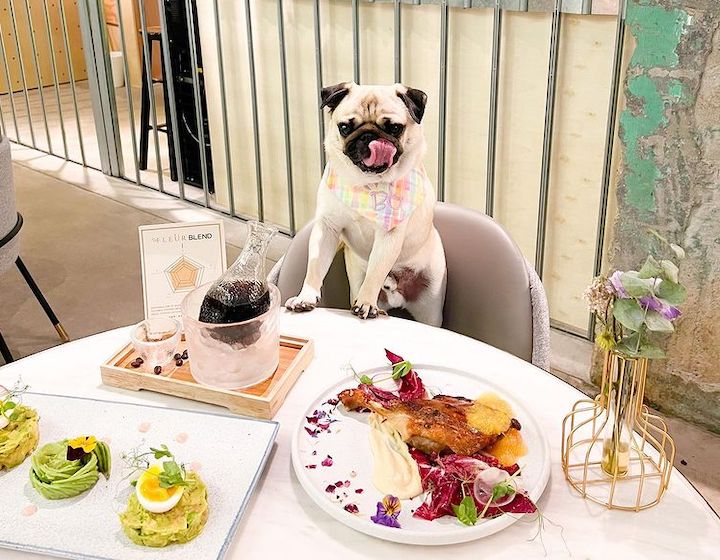Dog-Friendly Restaurants Hong Kong Fleur