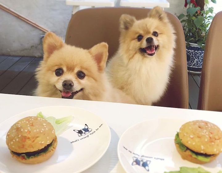 Dog-Friendly Restaurants Hong Kong Opendoor Cafe & Courtyard