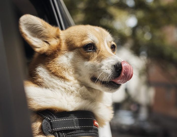 Dog-Friendly Restaurants Hong Kong Pet-Friendly Transport Uber
