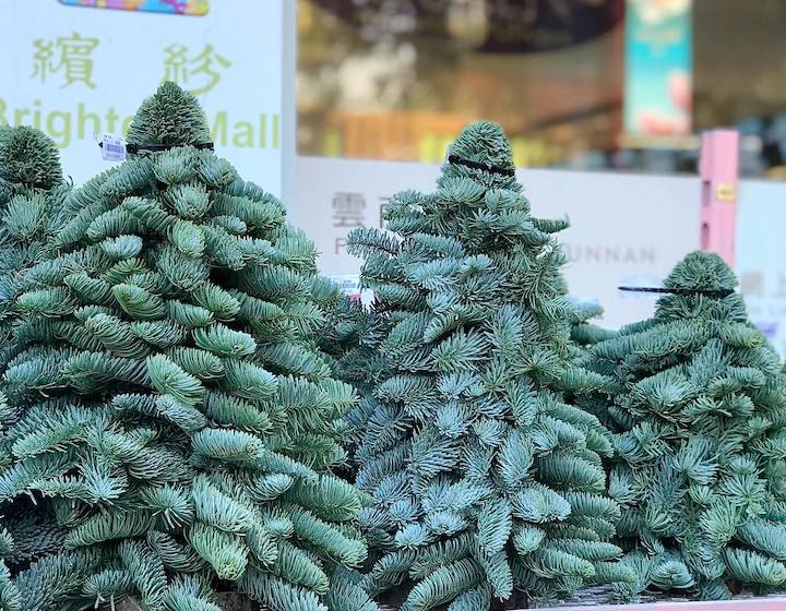 Christmas Trees Hong Kong Home & Decor Christmas Brighten Mall