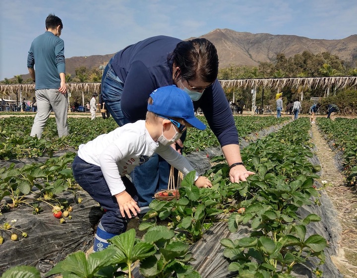 Hong Kong Farms Strawberry Farm Hong Kong strawberry Picking Organic farms Kam Tin Country Club