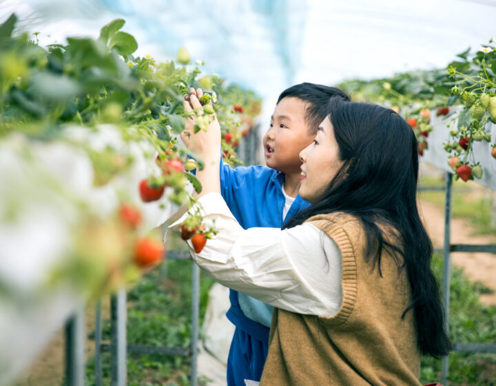 a mother and son picking strawberries in Hong Kong