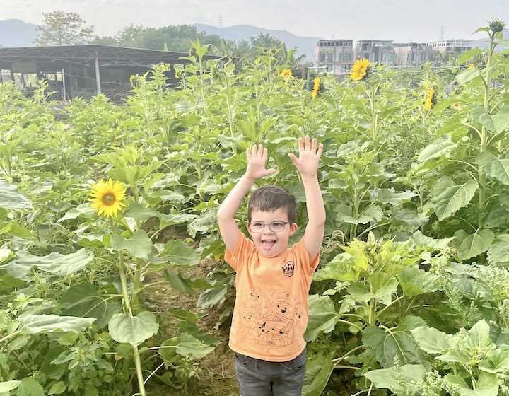 Farms Hong Kong Strawberry Picking Organic Whats On: San Tin Sunflower Farm