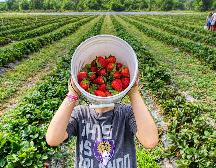 strawberry farm hong kong strawberry picking organic farm hong kong