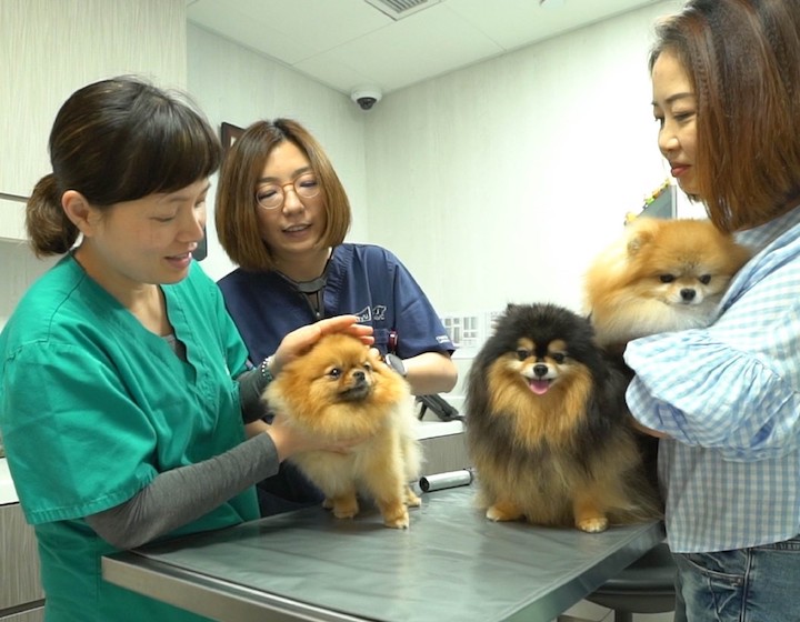 Hong Kong Veterinary Clinics & Animal Hospitals