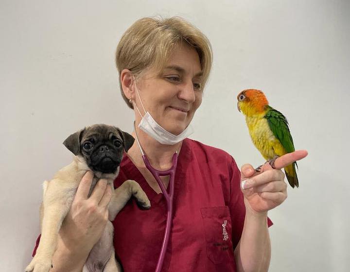 Vet Clinics Animal Hospitals Hong Kong Pets Family Life: Kowloon Veterinary Hospital