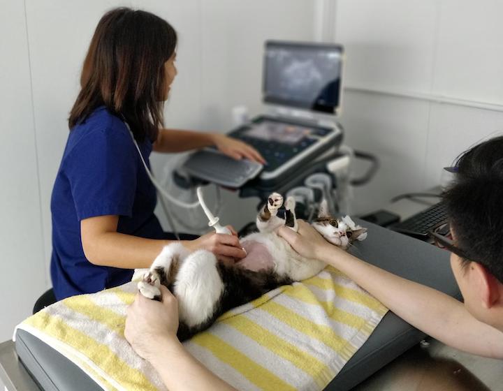 Vet Clinics Animal Hospitals Hong Kong Pets Family Life: North Point Animal Hospital