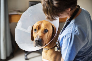 Vet Clinics Animal Hospitals Hong Kong Pets Family Life
