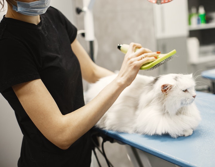 Vet Clinics Animal Hospitals Hong Kong Pets Family Life