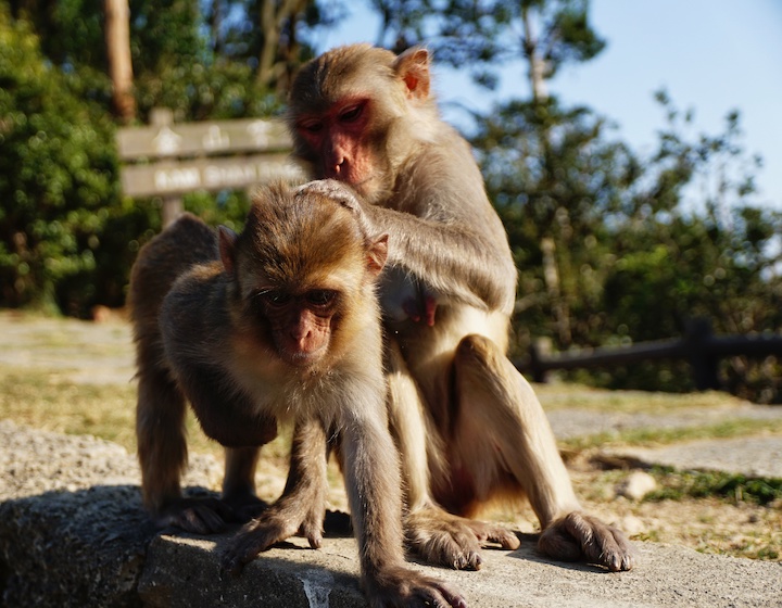 kam shan country park monkeys things to do in hong kong with kids