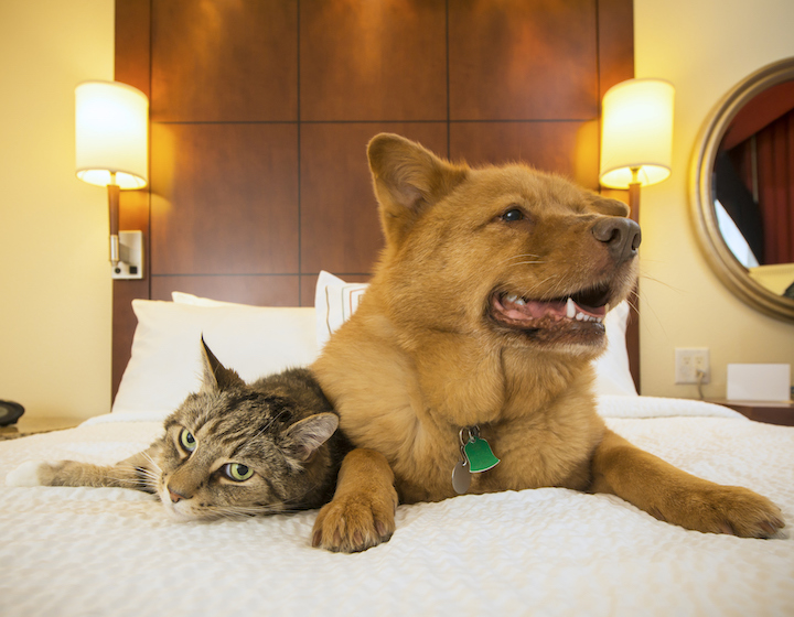 Hotels In Hong Kong. Dogcation Pet Friendly Hotel Hong Kong Pet Friendly Hotels