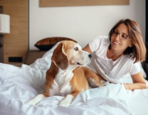 Dogcation Pet Friendly Hotel Hong Kong Pets Friendly Hotel Dog Friendly Hotel