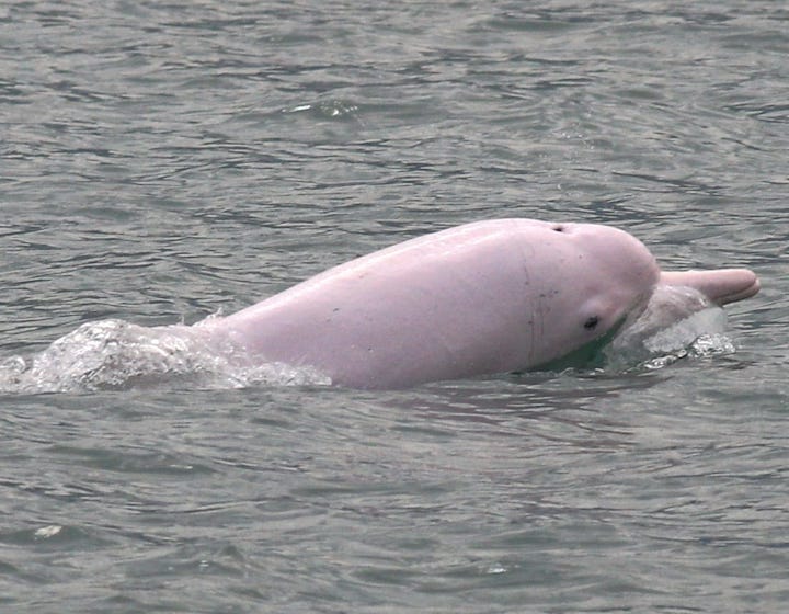 Wetland Park Wetland Hong Kong Wetland Park Dolphin Watch HK Dolphins Hong Kong