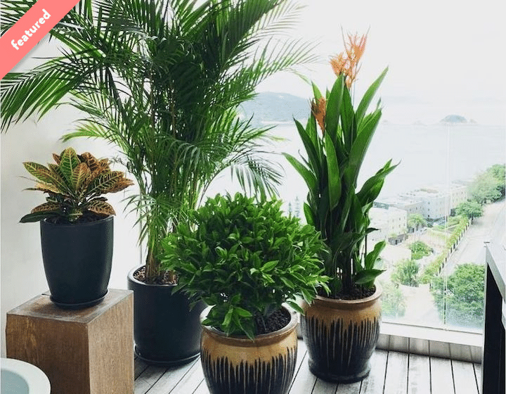 green it up Hong Kong house plants