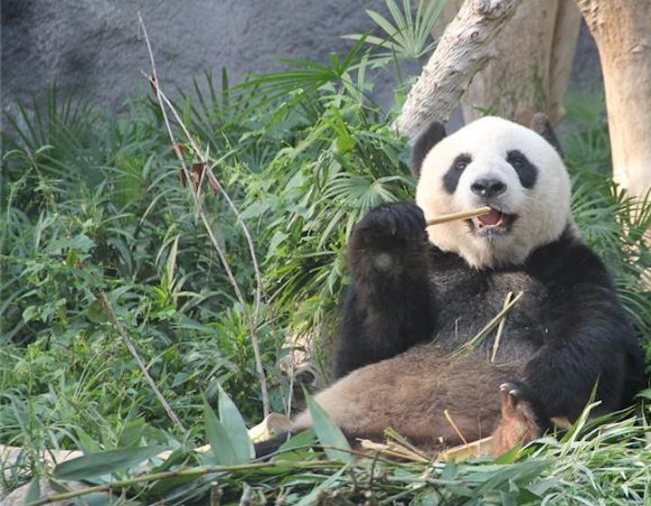 macau giant panda pavillion Things To Do With Kids In Macau