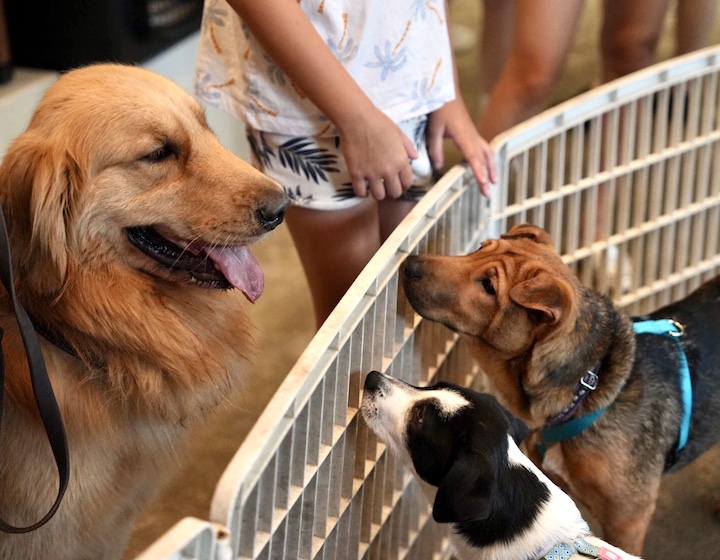 Dog Adoption Cat Adoption Hong Kong Animal Shelter NGO: hong Kong Dog Rescue