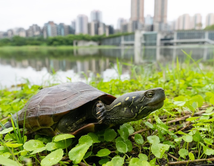 Hong Kong Wetland Park Animals