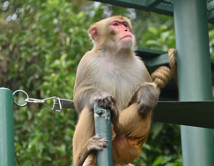 Kadoorie Farm Botanical Garden Animals Hong Kong