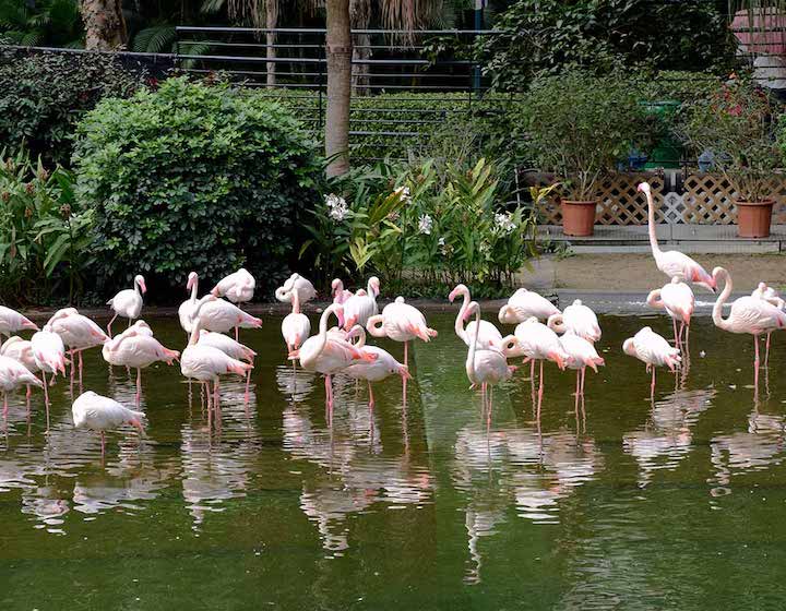 Edward Youde Bird Aviary Animals Hong Kong