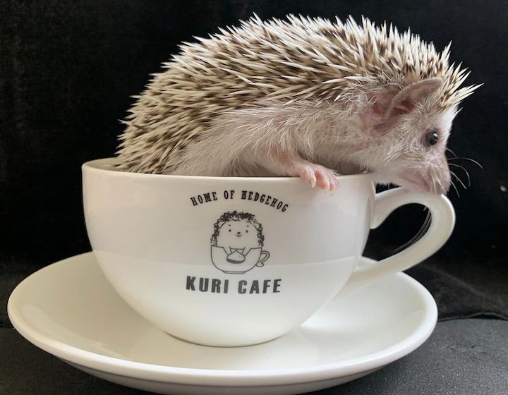 Kuri Cafe Hedgehog Animals In Hong Kong