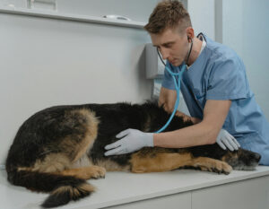 Vet Clinics Animal Hospitals Hong Kong Pets Family Life