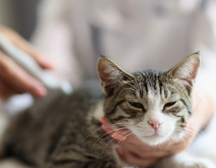 VEC, cat at Veterinary Emergency Centre Hong Kong