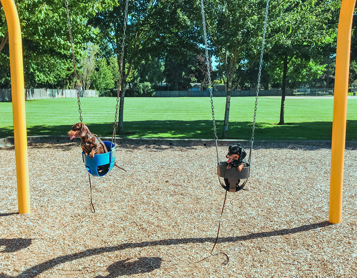Pet Friendly parks in hong kong to take your kids and dogs puppies cats family day outdoors