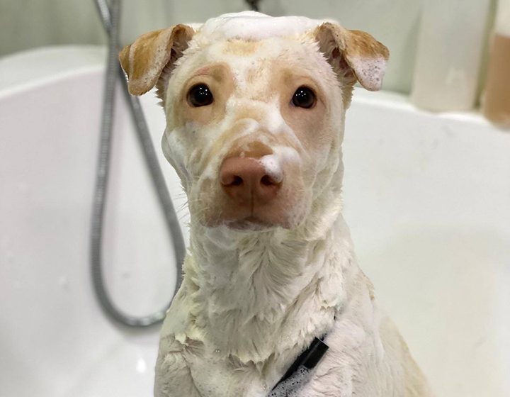 dogger Pet grooming hong kong groomer pet shop cat and dog grooming animal groomers 
